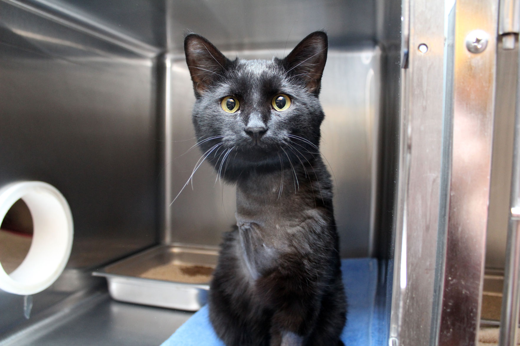 Adopt A Friend: Magic
